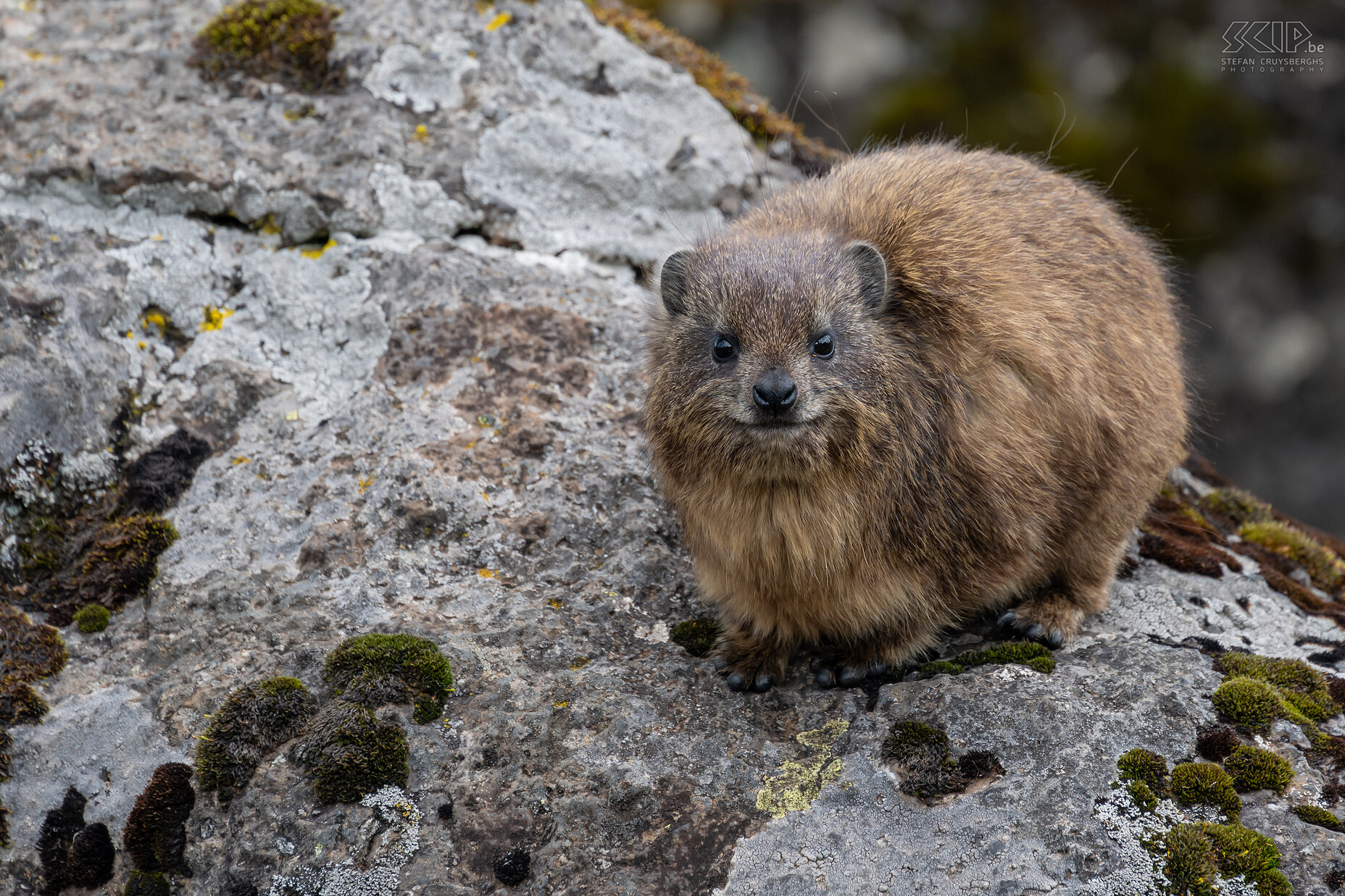 Mount Kenya - Rock hyrax De rotsklipdas wordt ook wel dassie genoemd en is gemakkelijk te vinden op de rotsen van Mount Kenya. Stefan Cruysberghs